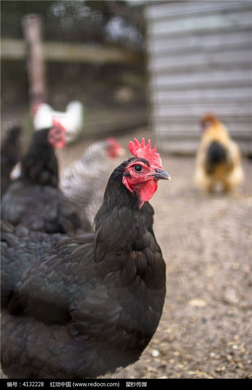 养殖的黑公鸡高清图片下载 红动网