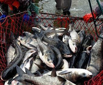 今年疫情后,淡水鱼价会大涨吗