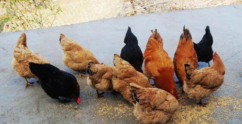 安徽丨惊了 村民竟在高压站旁搭养鸡棚 鸡飞来飞去,像定时炸弹一样