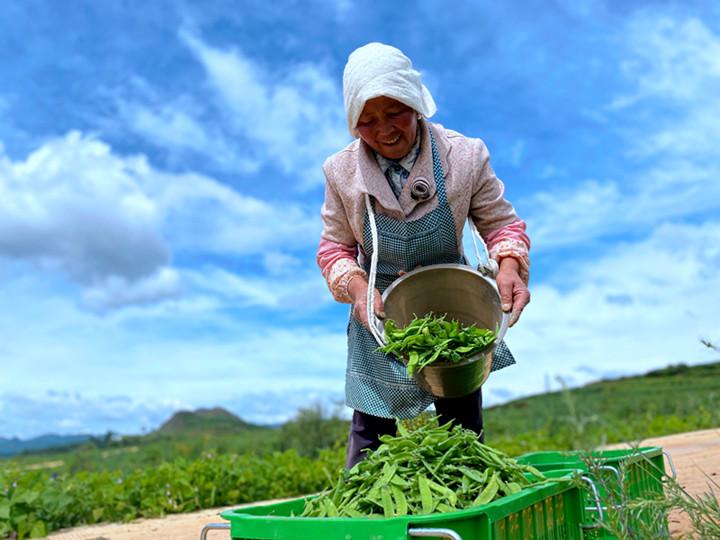 今年以来,威宁把蔬菜产业作为纵深推进农村产业革命的主导产业,种植40