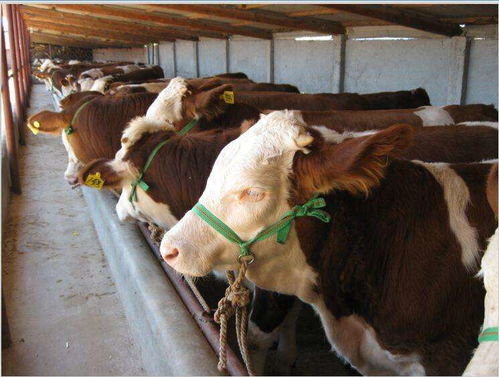 铜仁市鲁西黄牛牛犊养殖价格