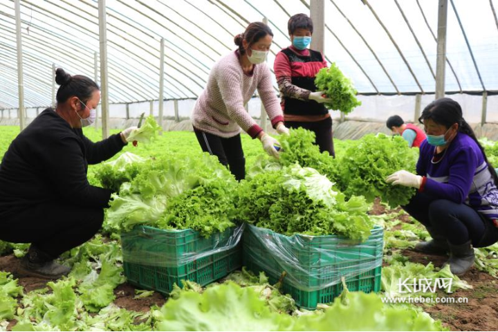 河北涿州:"三个在线"科学保障农产品安全供应